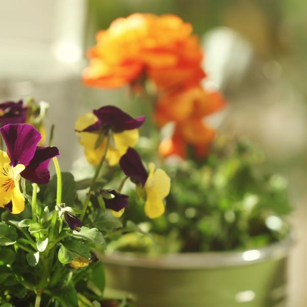 Image for event: Chesapeake Garden Club Plant Sale and Q&amp; A